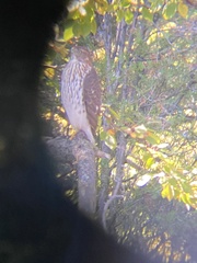 Accipiter cooperii