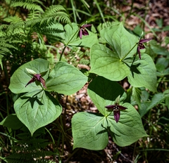 Trillium