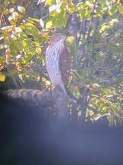 Accipiter cooperii