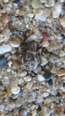 Larinioides patagiatus