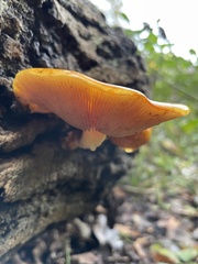 Flammulina velutipes