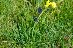 Muscari