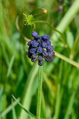 Muscari