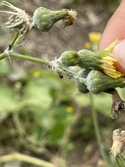 Aphis gossypii