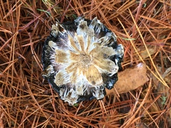 Coprinus calyptratus