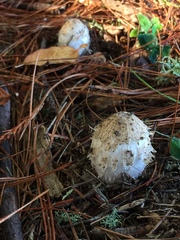 Coprinus calyptratus