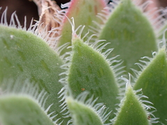 Aeonium simsii image