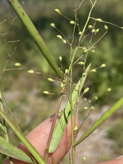 Dichanthelium patentifolium