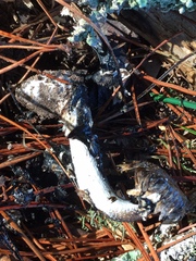 Coprinus calyptratus