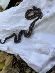Thamnophis butleri