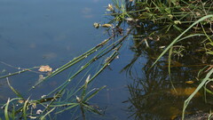 Anax parthenope julius