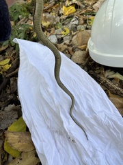 Thamnophis butleri