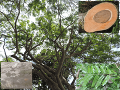 Libidibia ferrea parvifolia