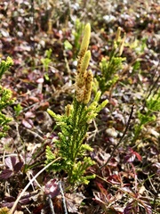 Dendrolycopodium hickeyi