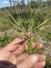 Dichanthelium patentifolium