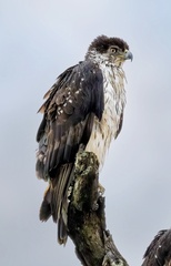 Aquila spilogaster