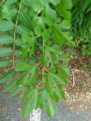 Morus nigra