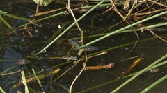 Anax parthenope julius