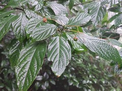 Clerodendrum cyrtophyllum