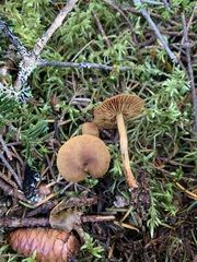 Cortinarius huronensis