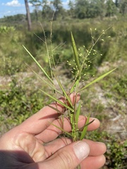 Dichanthelium patentifolium