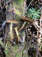 Cortinarius huronensis