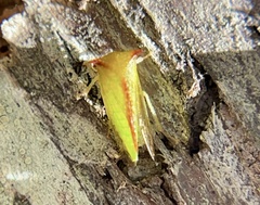 Stictocephala militaris