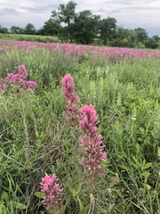 Castilleja purpurea