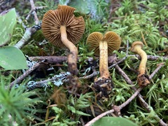 Cortinarius huronensis