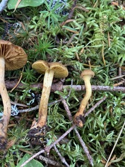 Cortinarius huronensis