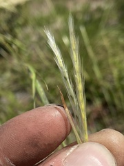 Andropogon tracyi