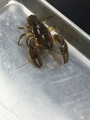Faxonius virilis