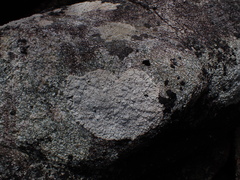 Pertusaria