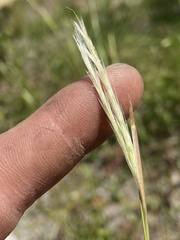 Andropogon tracyi