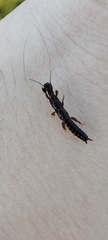 Embioptera