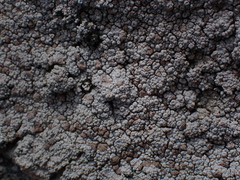 Pertusaria