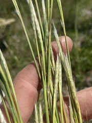 Andropogon tracyi