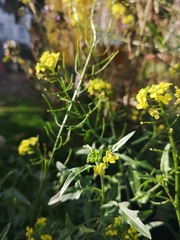 Brassicaceae