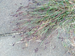 Cenchrus longispinus