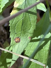 Botryosphaeria dothidea