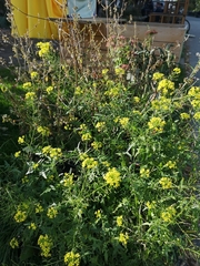 Brassicaceae
