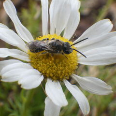 Lasioglossum leucozonium