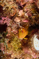 Parablennius pilicornis