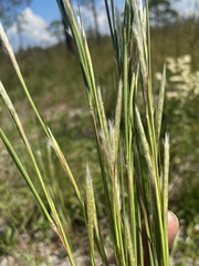 Andropogon tracyi