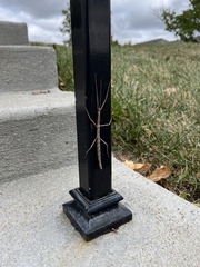 Diapheromera femorata