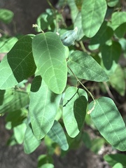 Desmodium psilophyllum