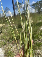 Andropogon tracyi