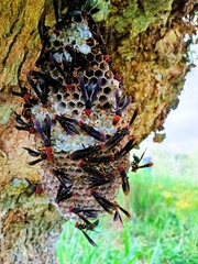 Polistes erythrocephalus