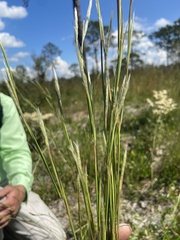 Andropogon tracyi