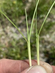 Andropogon tracyi